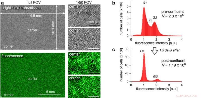 Revolutionary Optical Imaging Captures Thousands of Cells in One Image
