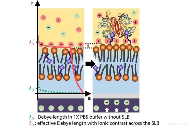 Enhancing Biosensor Sensitivity with Cellular Membrane‑Functionalized FETs