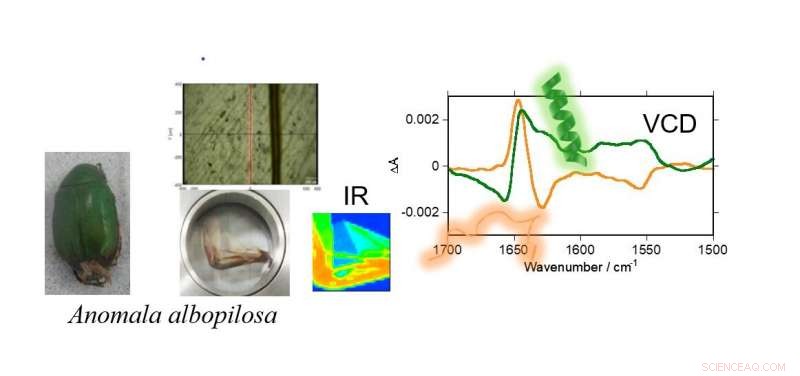 Microscopic VCD Unlocks Detailed Supramolecular Chirality Mapping