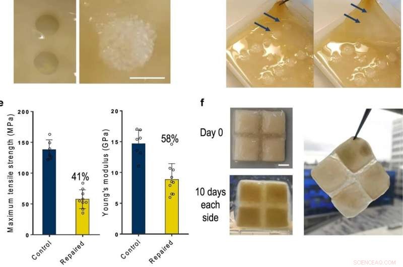 Self-Healing 3D Building Blocks: Imperial College Pioneers Living Materials