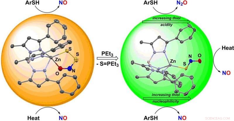 Tracing the Nitric Oxide Signaling Pathway: Current Insights