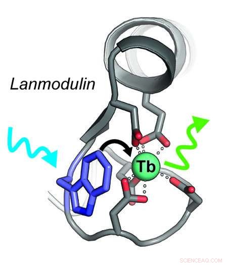 Lanmodulin-Based Sensor Detects Terbium in Unconventional Sources