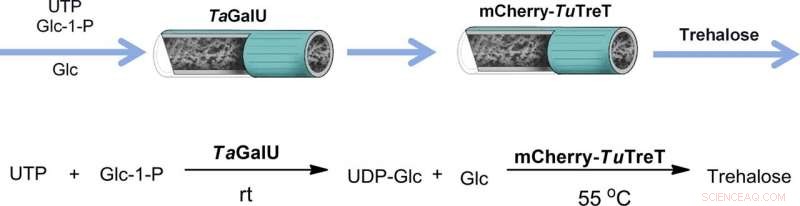 From Raw Materials to Final Products: A Step‑by‑Step Guide to Enzyme‑Catalyzed Transformations