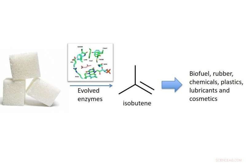 Revolutionary Engineered Enzymes Enable Renewable Isobutene Production
