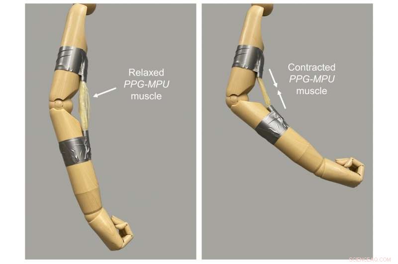 High‑Energy Shape‑Memory Polymers: The Future of Flexible Robot Muscles