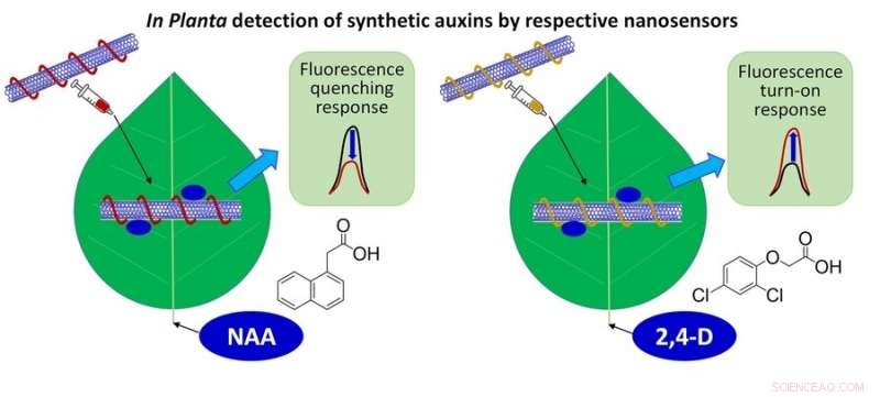 Researchers Develop Rapid-Detection Sensors for Plant Hormones