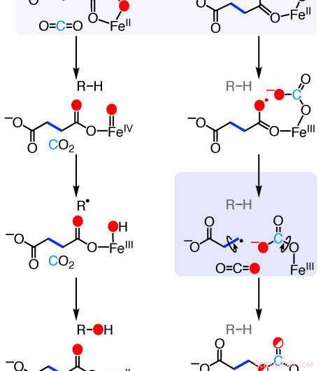 Understanding Ethylene Biosynthesis: The Pathway to Plant Hormone Production