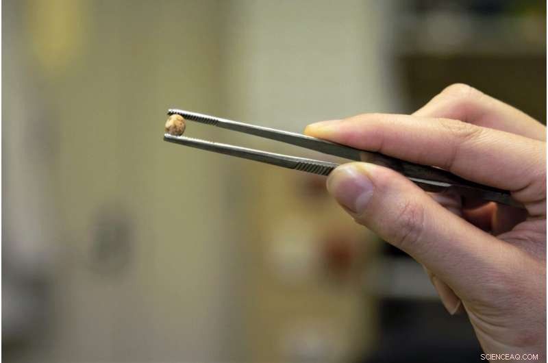 Australia’s Lupins: Elevating a Homegrown Superfood to Mainstream Health