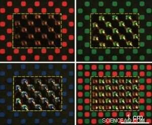 Developing a Smart Polymer Network for Real-Time Active Camouflage