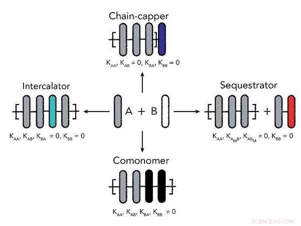 Precise Length Regulation of Supramolecular Polymers
