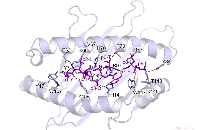 How T‑Cells Detect the SARS‑CoV‑2 Spike Protein: Key Mechanisms Revealed