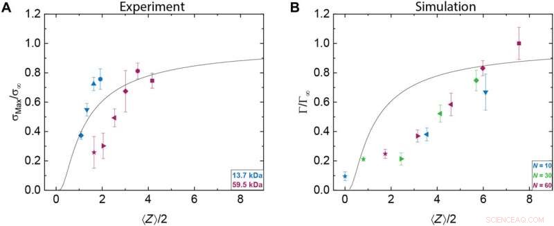 Load-Bearing Entanglements: Key to Polymer Glass Strength