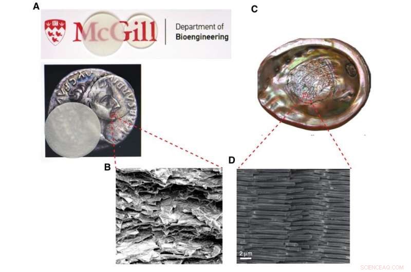 Seashell-Inspired Glass: Engineering Unbreakable Strength
