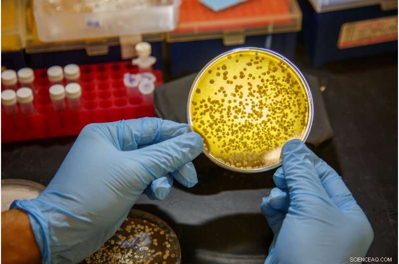 Innovative Enzymatic Approach to Sulfur Incorporation in Complex Molecules