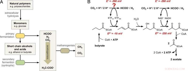 Critical Step Unveiled in Biomass-to-Methane Conversion