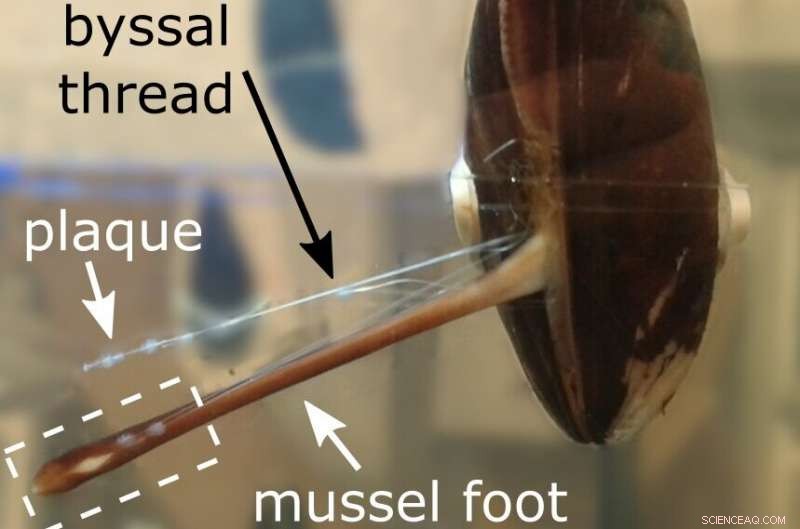 Mussels: The Science Behind Their Powerful Underwater Glue