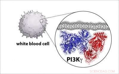 New Enzyme Blueprint Promises Breakthrough in Cancer Research