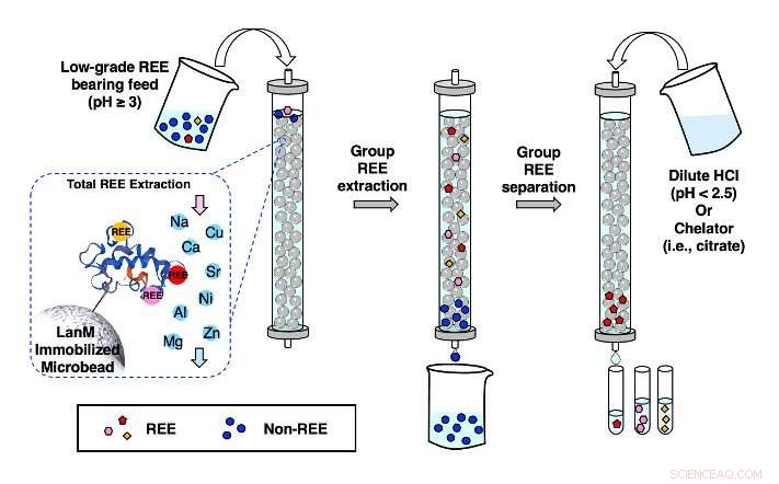 Eco-Friendly Technique Using Lanmodulin to Extract and Separate Rare Earth Elements