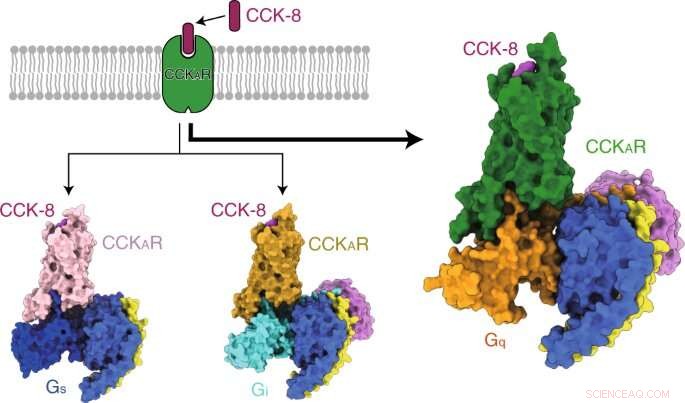 New Insights into the Mechanisms of Cholecystokinin Receptor Function