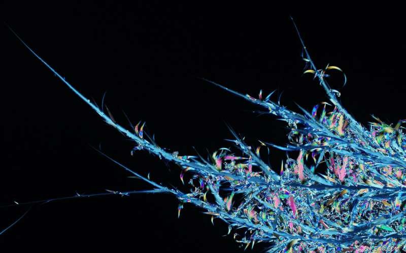 NYU Chemists Discover Faster-Acting Crystal Forms of Imidacloprid