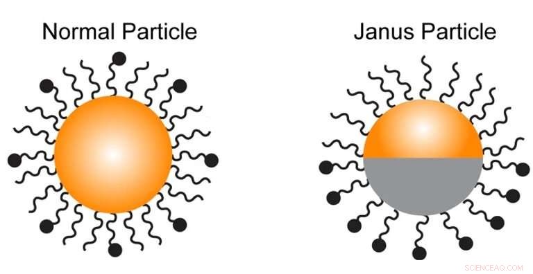 Innovative Janus Particle Probe Reveals Immune System Secrets