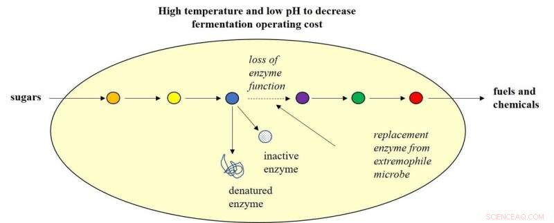 Scientists Engineer Robust Microbes to Boost Biofuel and Chemical Production