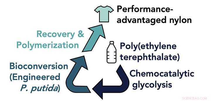 Scientists engineer microbes to convert PET plastic into premium nylon
