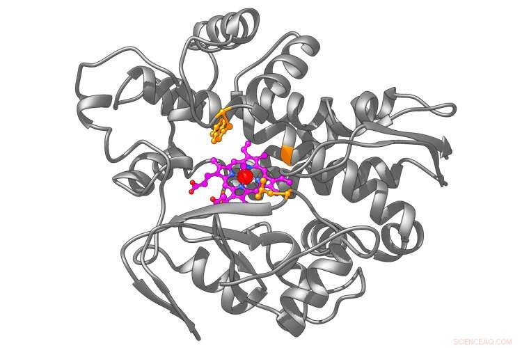 Synthetic Biology Breaks Natural Boundaries with Engineered Metalloenzymes