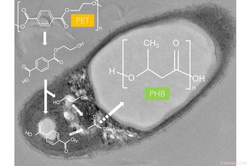 Bacterial Breakthrough: How a Microbe Could Tackle Plastic Pollution
