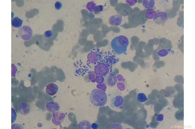 Optimized Shagene A Synthesis for Advanced Leishmaniasis Therapy