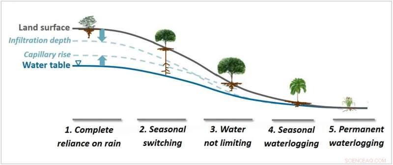 How Soil Hydrology Shapes Deep Plant Roots