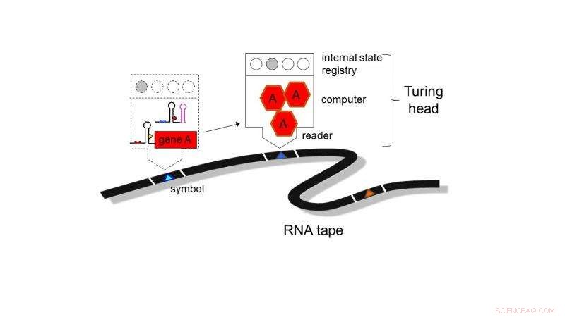 Engineered Cells Function Like Computers to Combat Disease