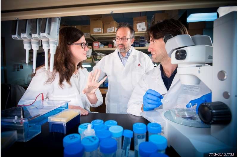 How Hundreds of Prenatal Cells Sustain Blood Production Throughout Life