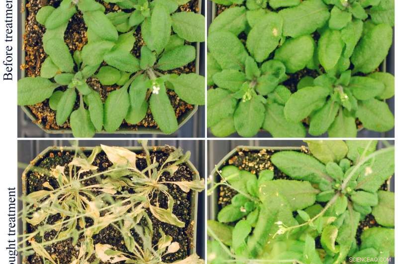 New RNA Discovery Enhances Heat and Drought Tolerance in Plants