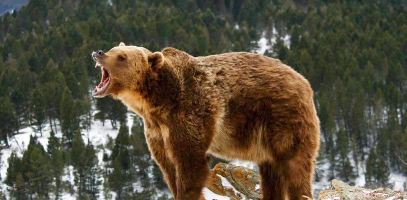 British Columbia Halts Grizzly Trophy Hunt, Sparking Intense Debate