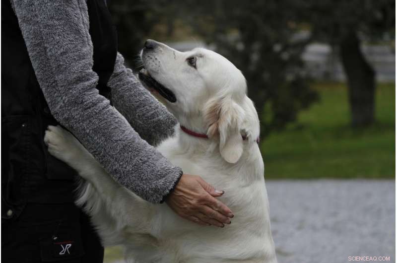 Oxytocin Sensitivity Drives Dogs  Social Skills, Study Finds