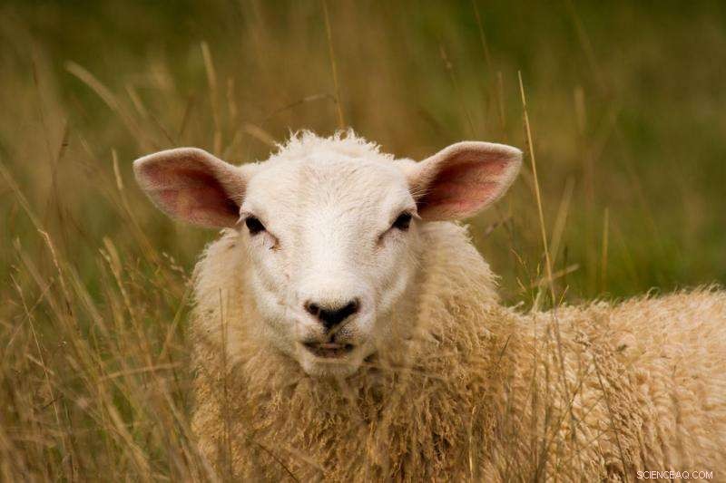 Genetic Research Promises Healthier, More Productive Sheep Breeds
