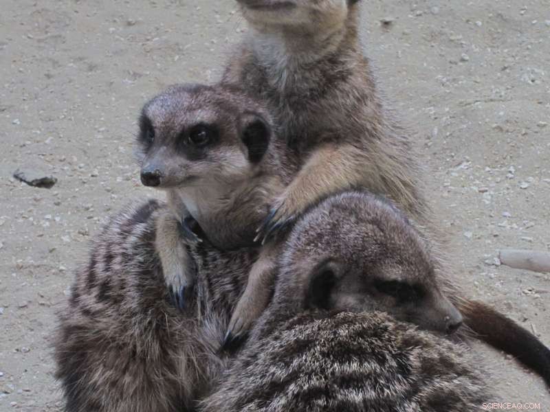 Non-Invasive Technique Enables Researchers to Collect Mammalian Body Odor Samples