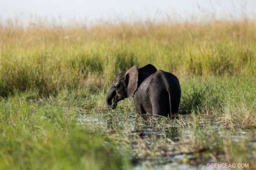 Nine Elephants Tragically Electrocuted in Botswana Incident