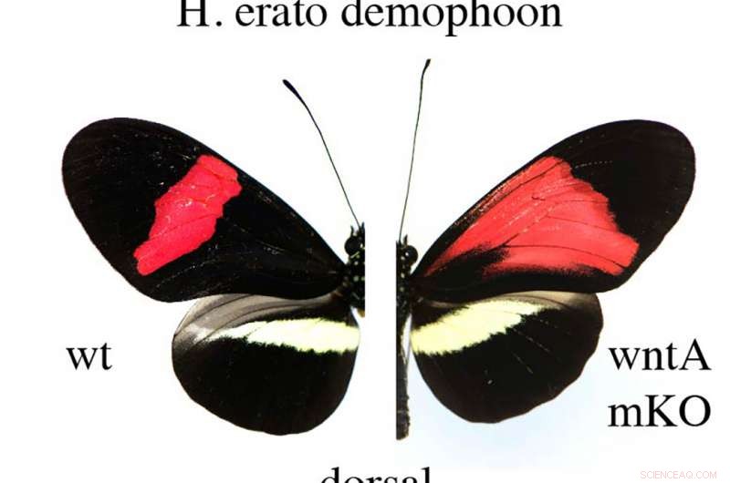 Scientists Achieve Precise Gene Editing to Alter Butterfly Wing Spots and Stripes