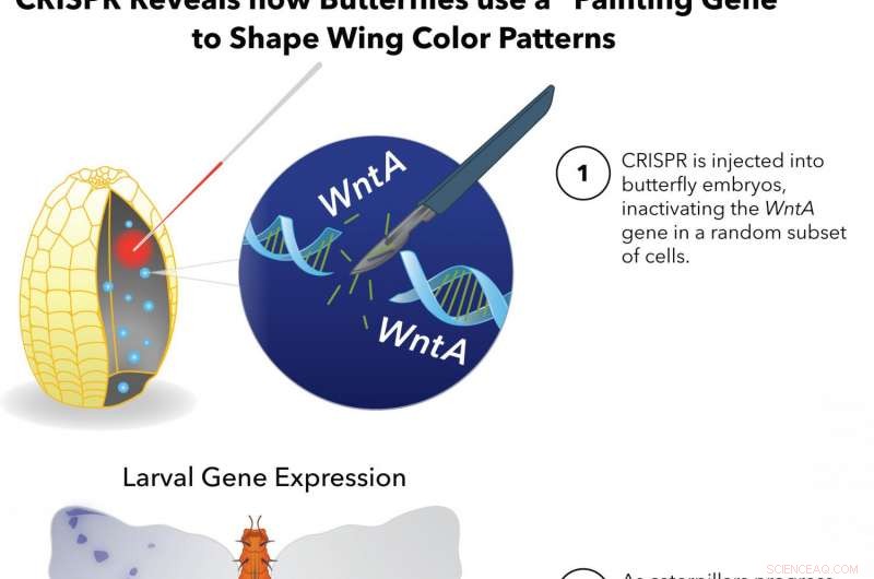 Scientists Achieve Precise Gene Editing to Alter Butterfly Wing Spots and Stripes