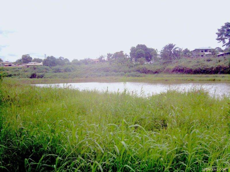 Scientists Discover Genetic Strategy to Control Mosquito Populations