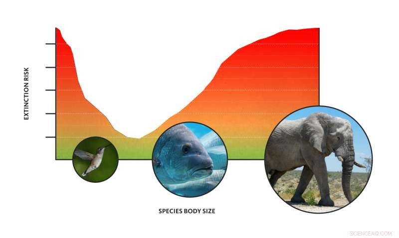 Size Determines Species Survival: Why Medium‑Sized Animals Are Least at Risk