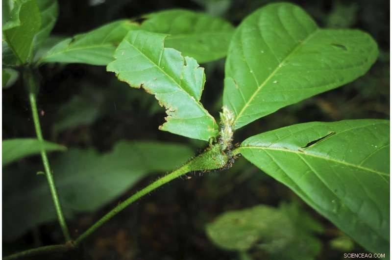 Scientists Unveil Molecular Mechanism Behind Ants Protecting Plants