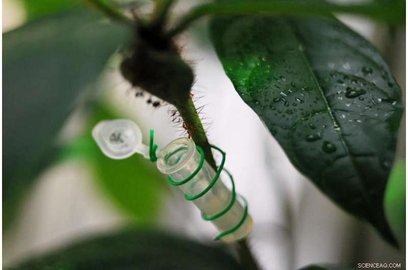 Scientists Unveil Molecular Mechanism Behind Ants Protecting Plants