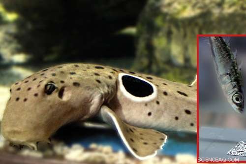 Researchers Discover How False Eyespots Deter Predators
