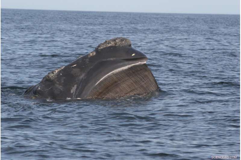 New Model Accurately Gauges North Atlantic Right Whale Populations, Confirming Decline