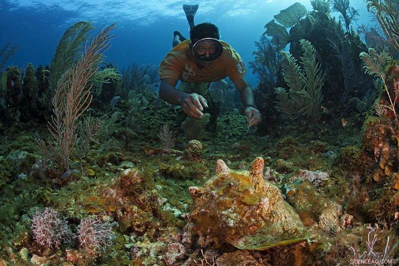 Fragmented Queen Conch Decline Transforms Conservation Efforts