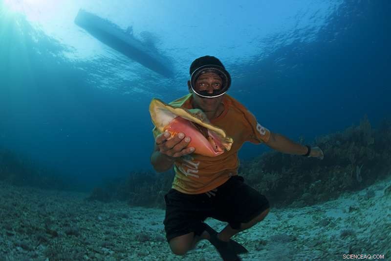 Fragmented Queen Conch Decline Transforms Conservation Efforts
