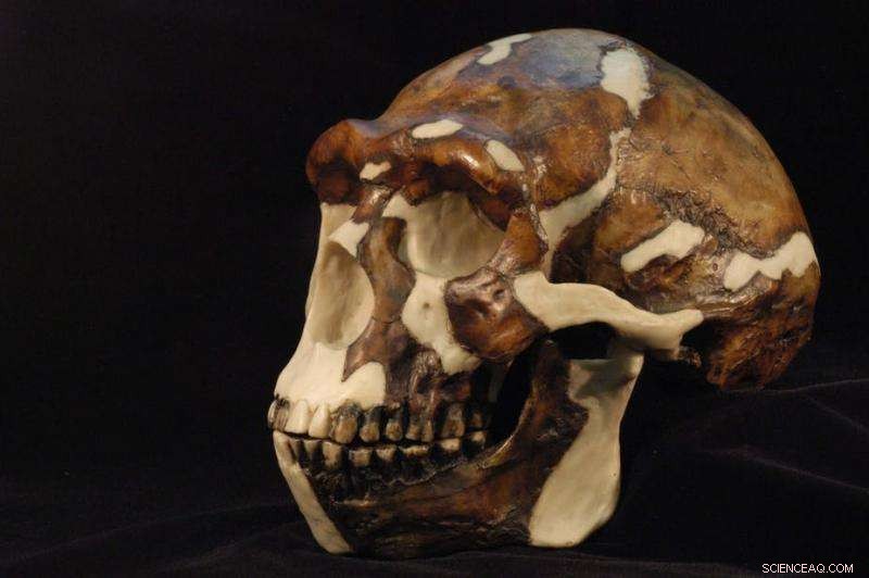 Virtual Reality Revitalizes African Fossils, Art, and Artefacts